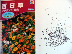 【百日草 プチランド混合】