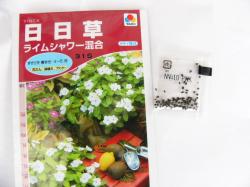 【日々草 ライムシャワー混合】