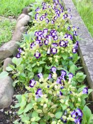 トレニアのある花壇