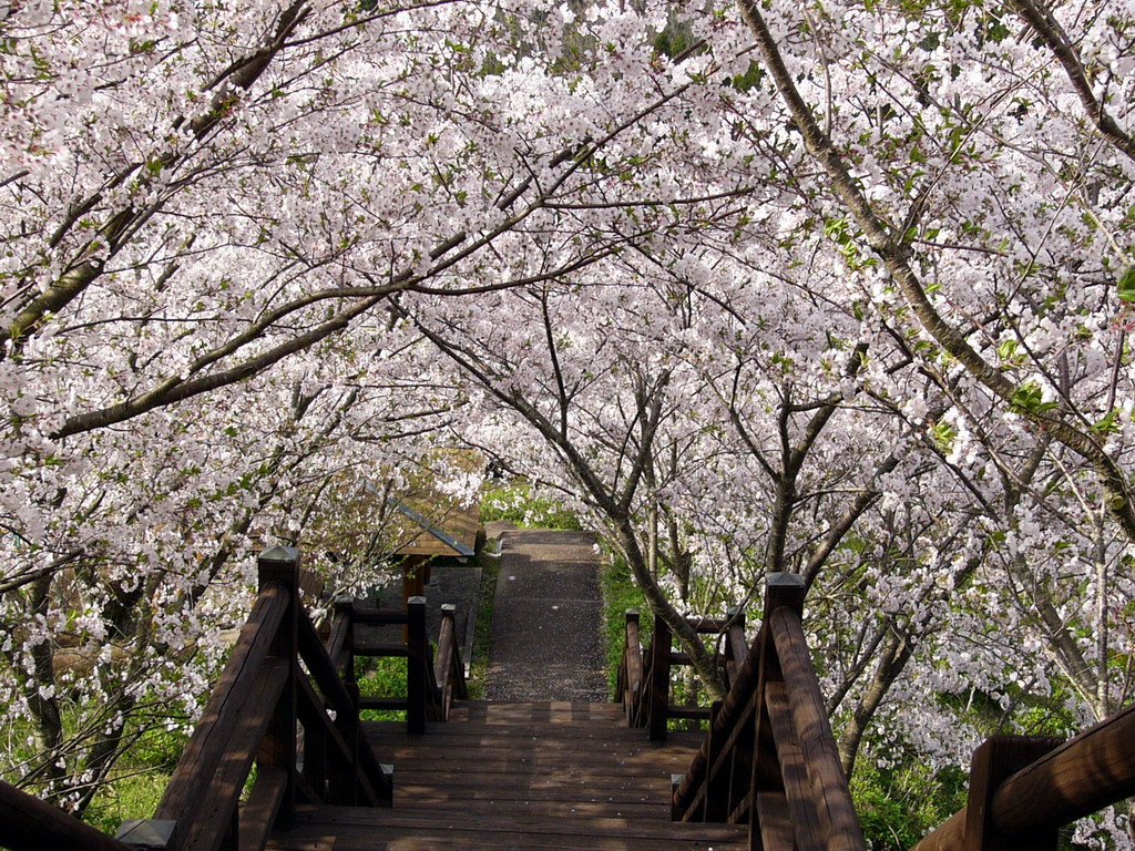 桜のトンネル♪